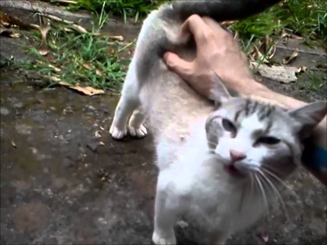 bill naulty add fingering cat pussy photo