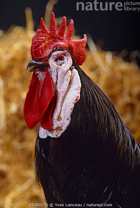 anthony letcher add spanish for cock photo