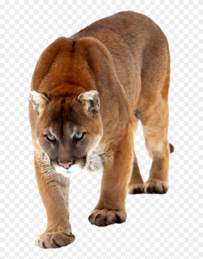 danny stowell add cougar hd image