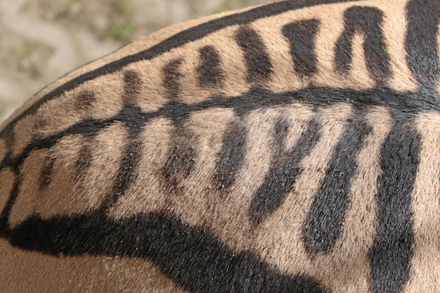 chathura kumarasinghe add zebra shaved image