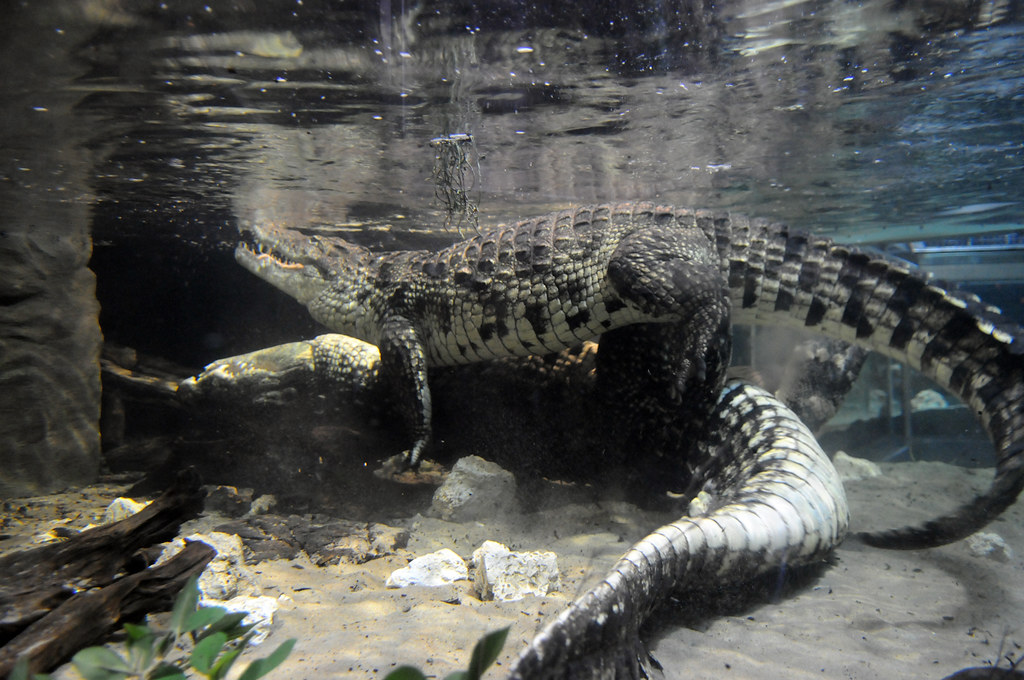 carol rolf add alligator porn photo
