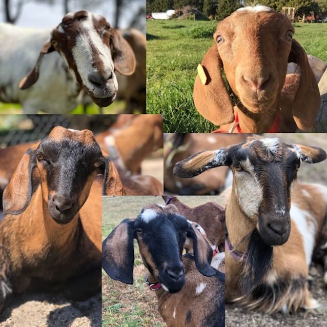 dawn braddy add alby the goat image