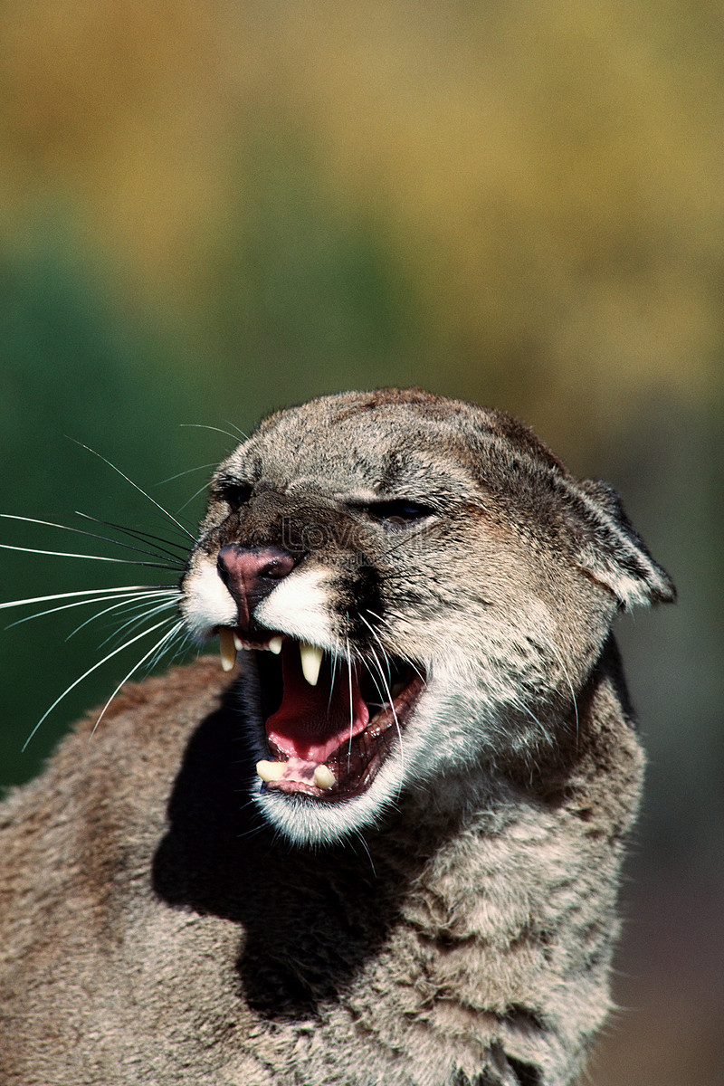 david merideth add cougar hd photo
