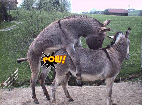 cain johnson add donkey sexxx image