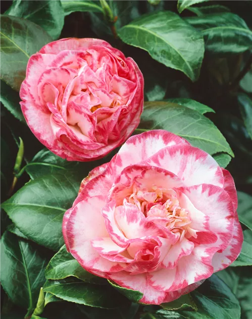 catherine bischoff add camelia davis image