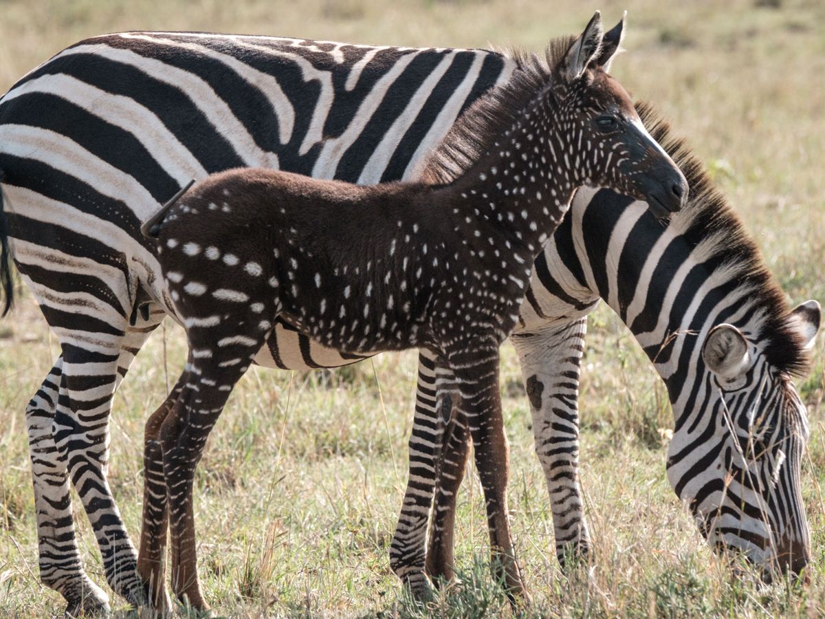 dave mcgreal add zebra shaved photo