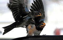dan eklund add raven swallowz photo