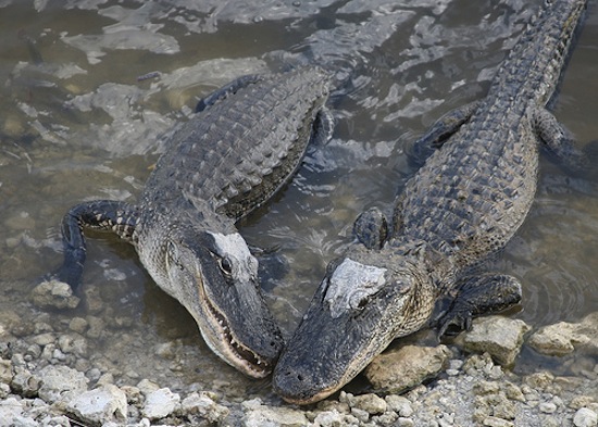 dave fillo add alligator porn image