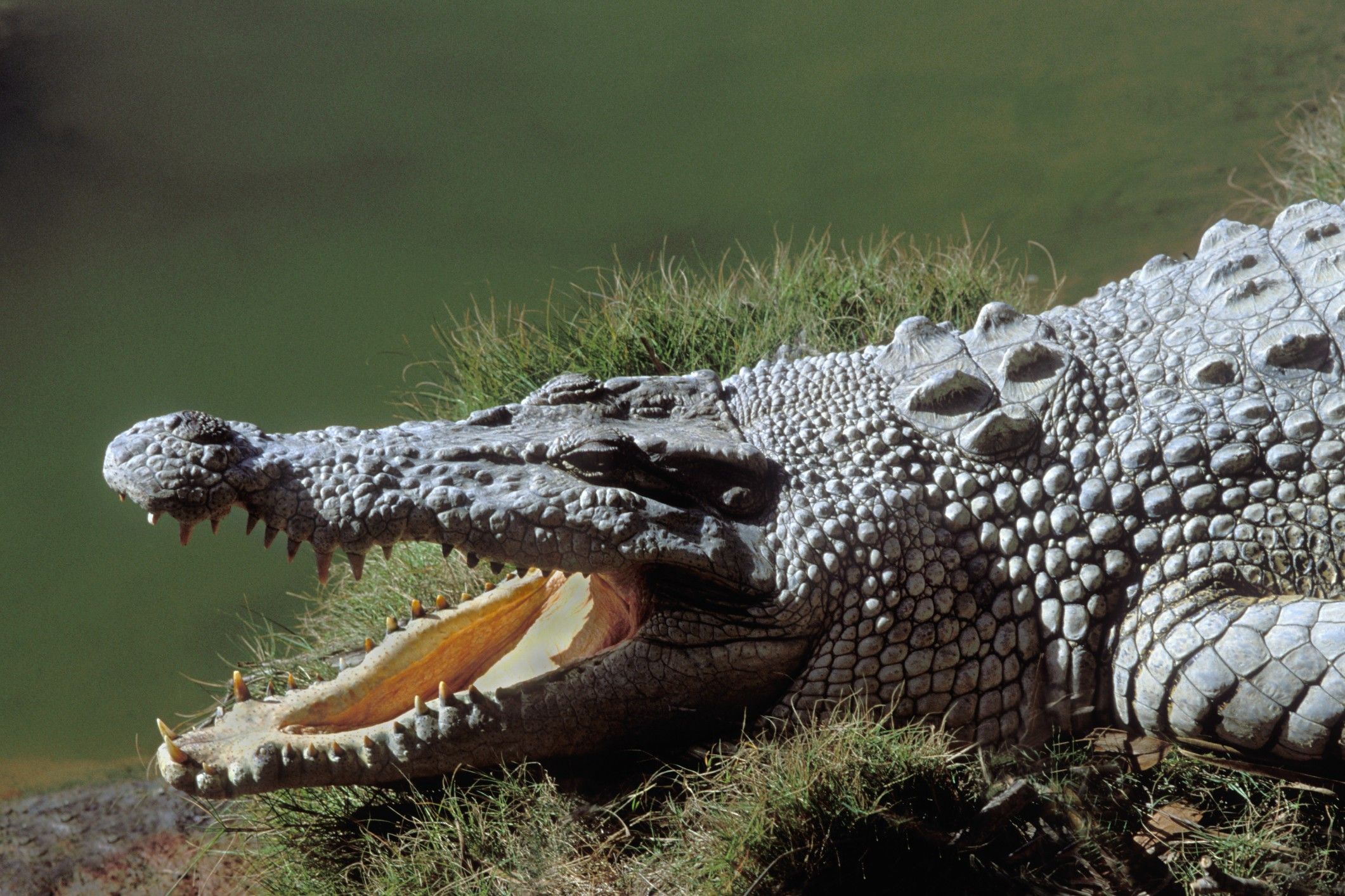brielle owens add alligator porn photo