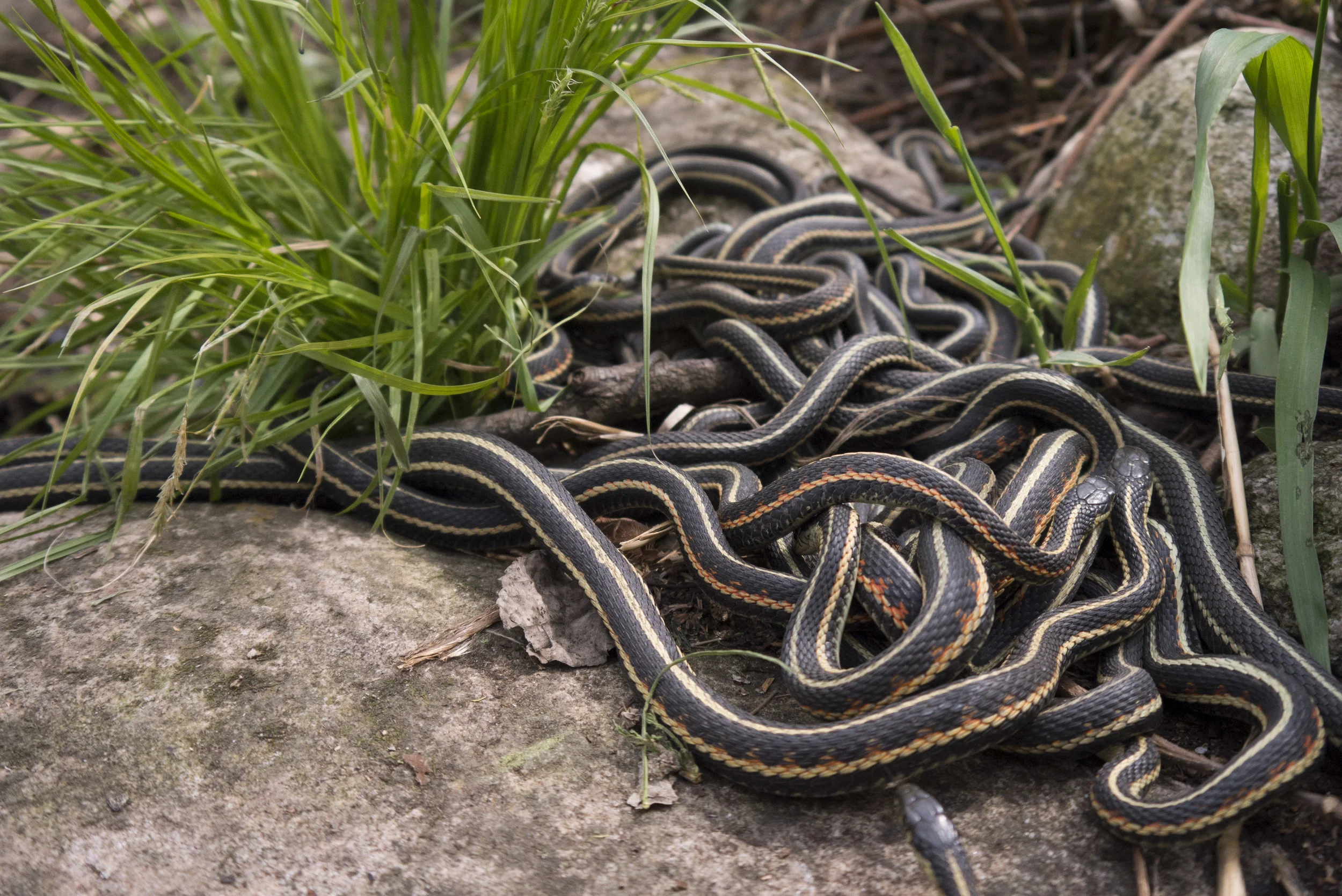 david bellos add porn snakes photo