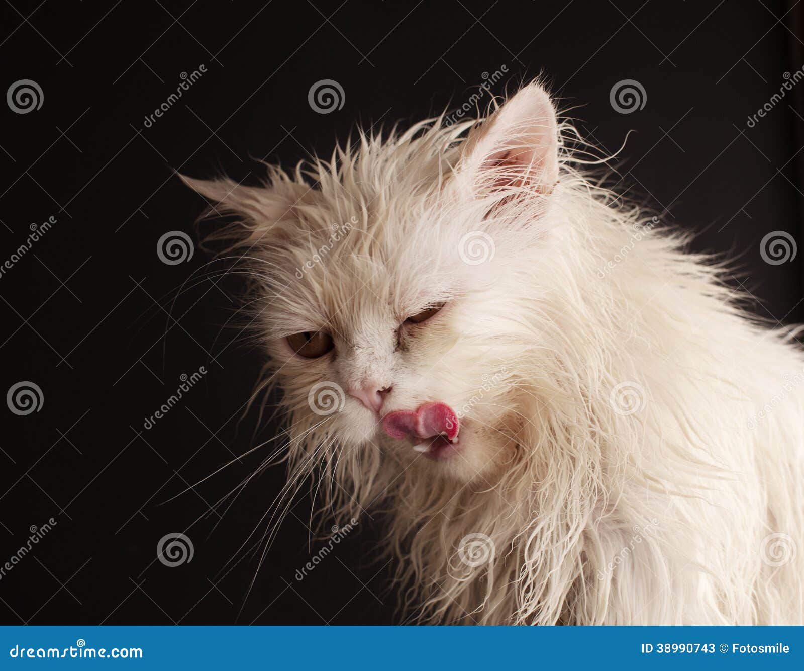 cathal o hanlon add wet kitty facial photo