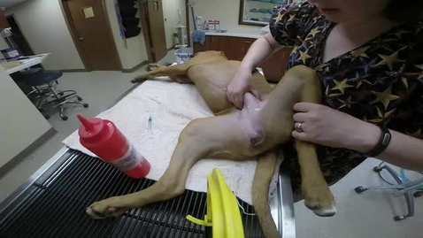 anas ayoubi add female enema videos image
