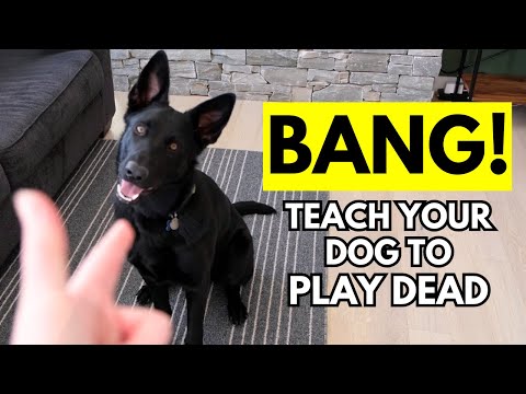 charlie tomb add doggy bang photo