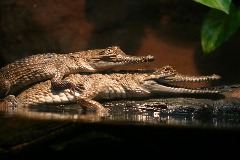 abby liwag add alligator porn photo