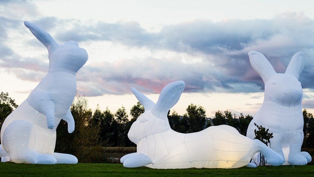 ashish vaghela add amanda rabbit image