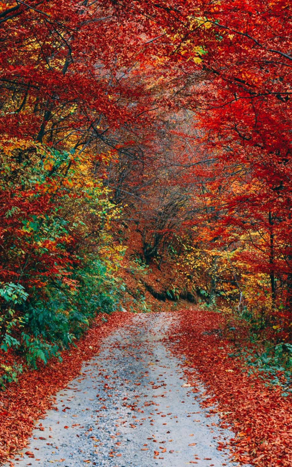 arowona abdulrasaq add autumn falls hd photo