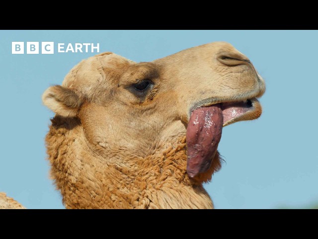anine botha recommends Cocks mouth brenda harvard add bbc closeup image