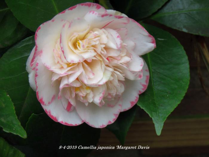 bobby olguin add camelia davis photo