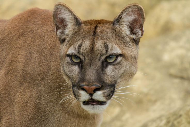 dana archer add cougar hd image