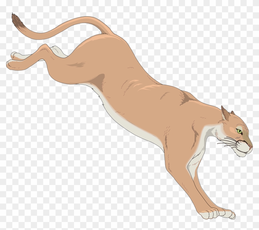 dan dial add cougar hd photo