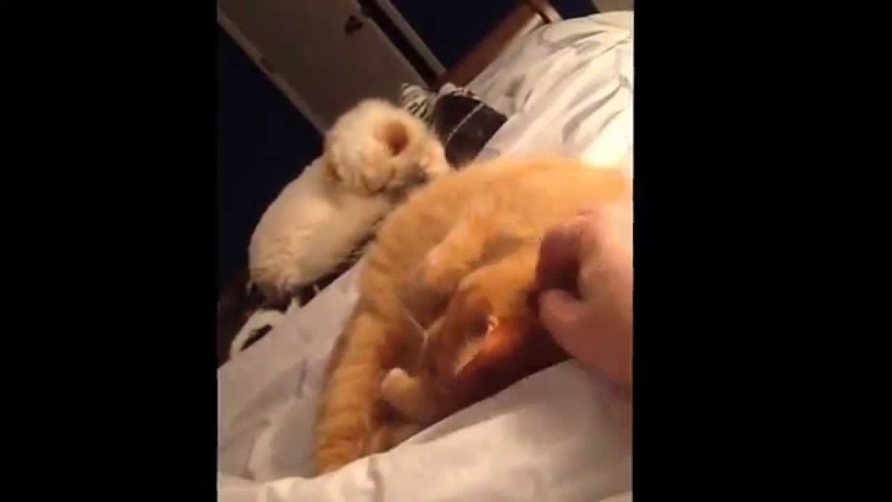 christopher smeberg add fingering cat pussy image