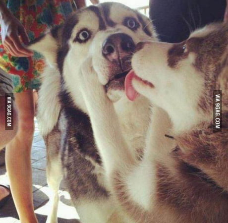 carmen gomes add kiss after bj photo