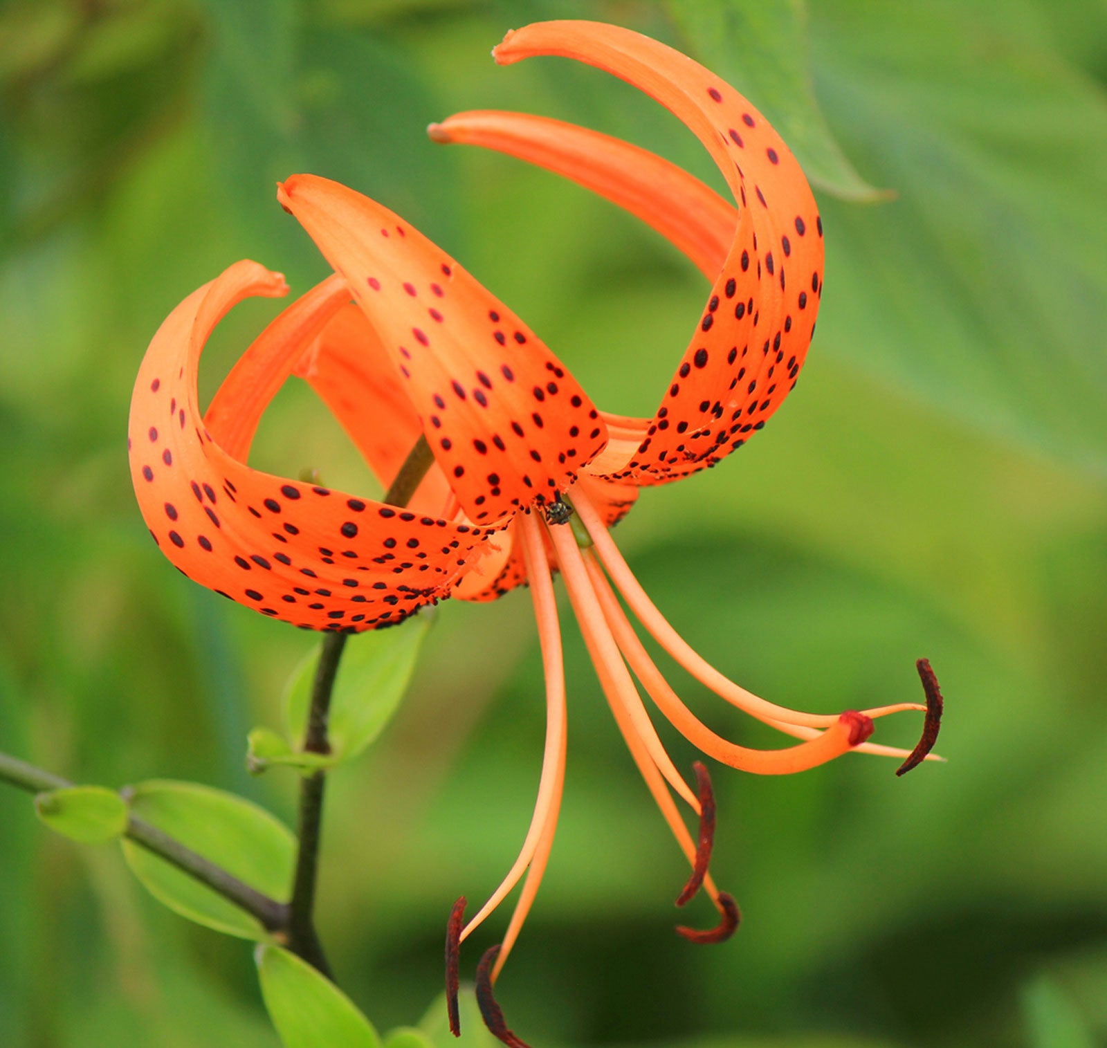 donna vega recommends lili tiger adam sproul add lili tiger image
