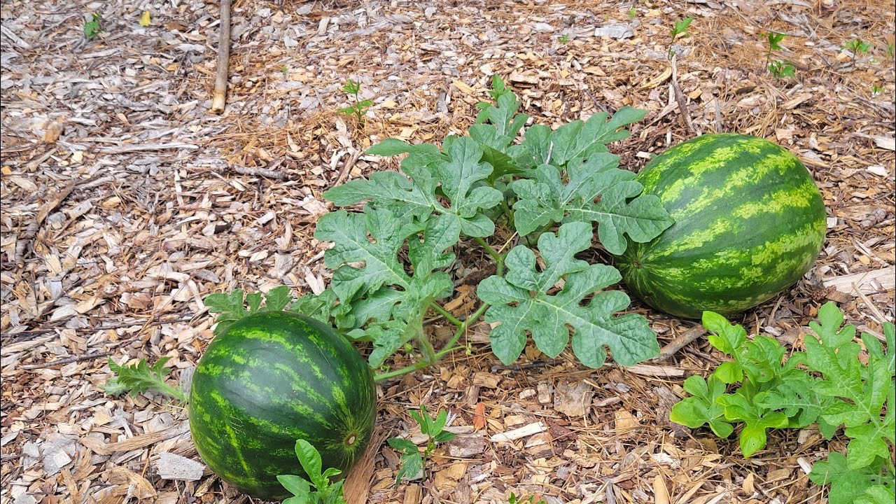 donna chapin add mandy melons photo