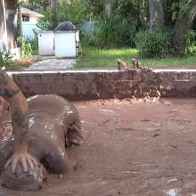 bobbie franco add mud porn photo