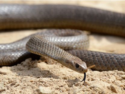 carmen jaeger add porn snakes image