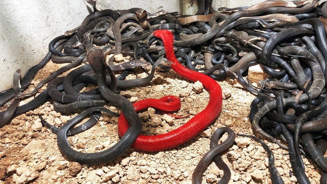 annie clement add porn snakes image