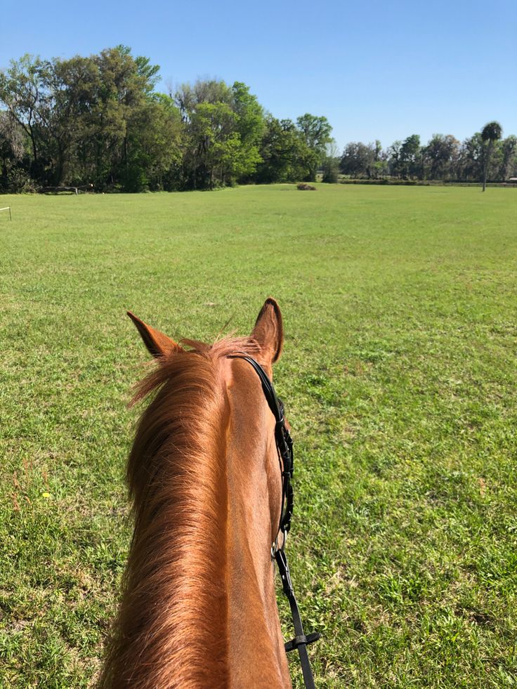 becka dawson add pov riding image