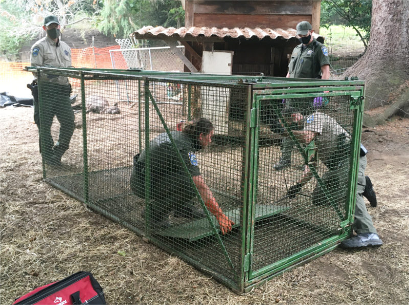 amr taima add the cougar trap photo